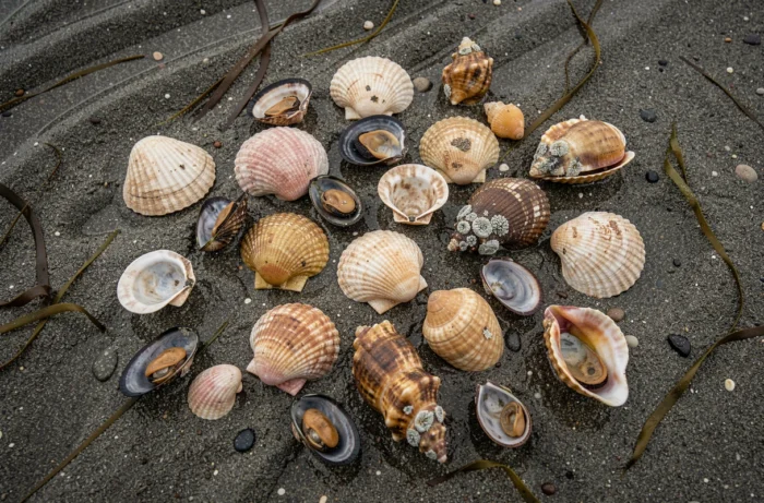 Gros plan sur une collection de coquillages variés trouvés sur une plage landaise à marée basse